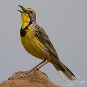 Yellow-throated Longclaw