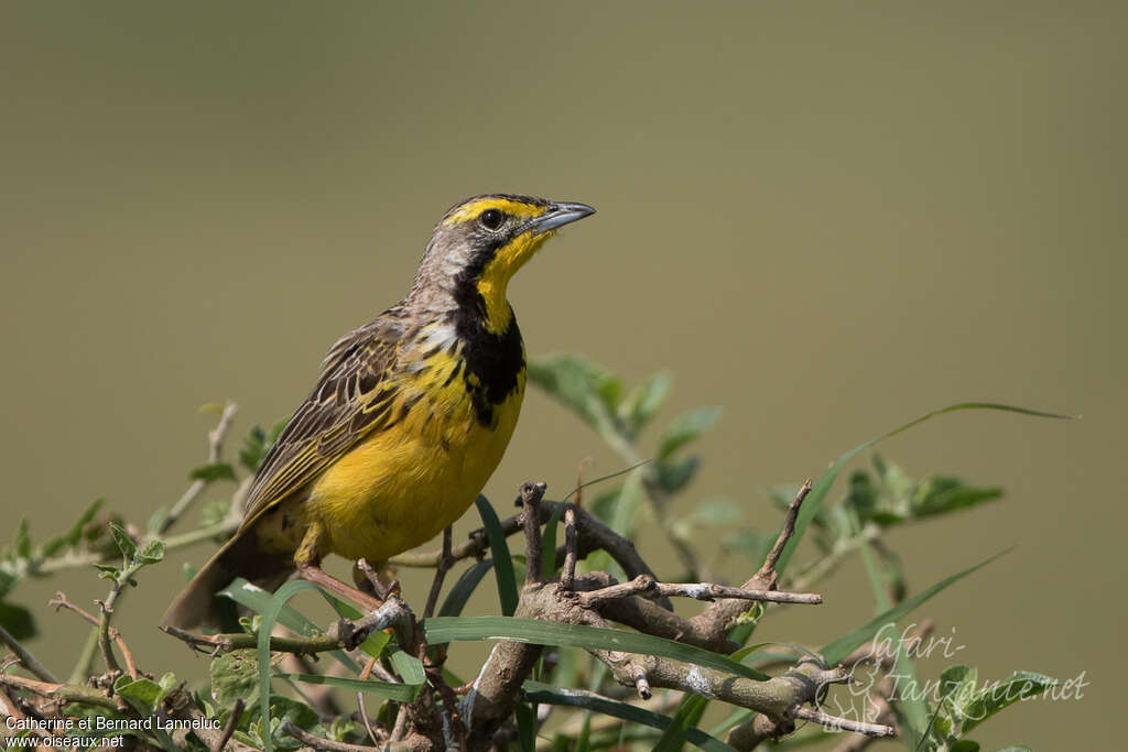 Yellow-throated Longclawadult, identification