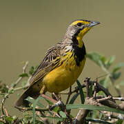 Yellow-throated Longclaw