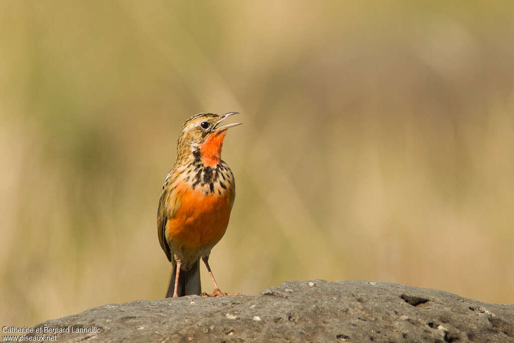 Rosy-throated Longclaw male adult, close-up portrait, song