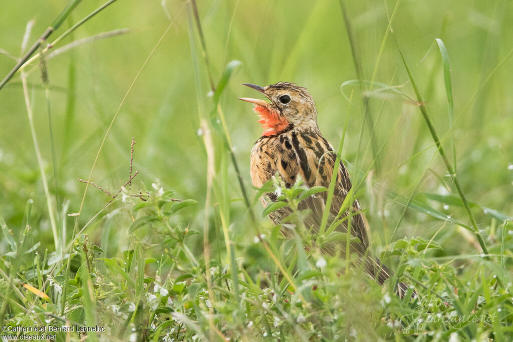 Rosy-throated Longclaw male adult, song