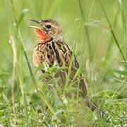 Rosy-throated Longclaw