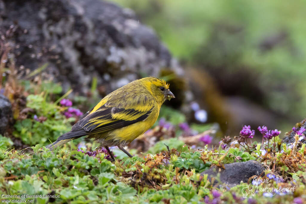 Yellow-crowned Canary male adult, identification