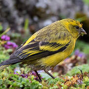 Yellow-crowned Canary