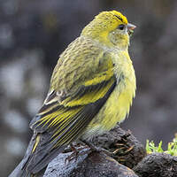 Serin à calotte jaune