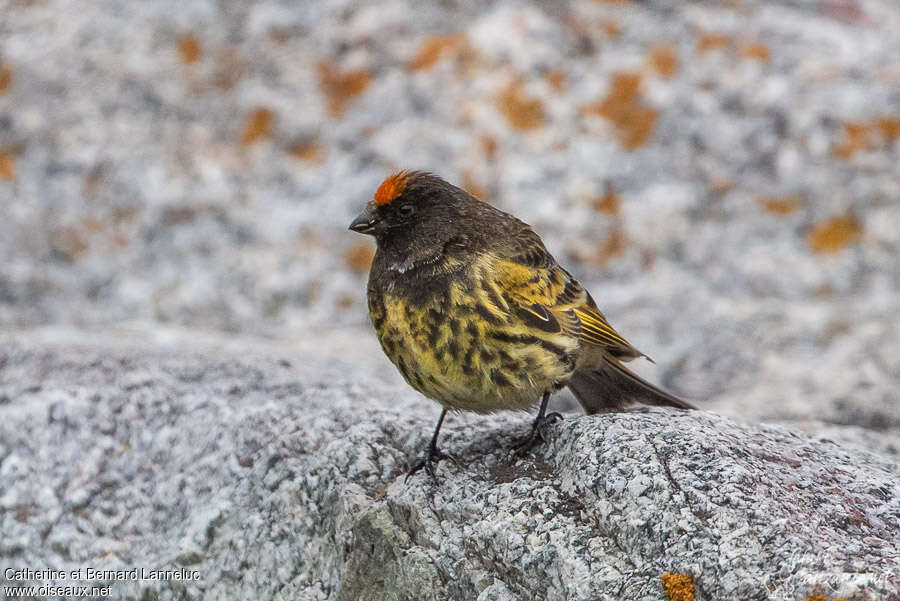 Serin à front rougeadulte nuptial, portrait