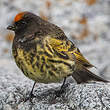 Serin à front rouge