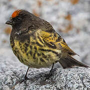 Serin à front rouge