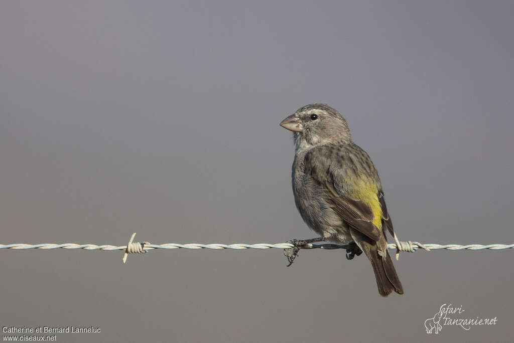 Serin à gorge blancheadulte, identification