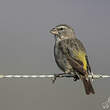 Serin à gorge blanche