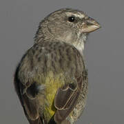 White-throated Canary