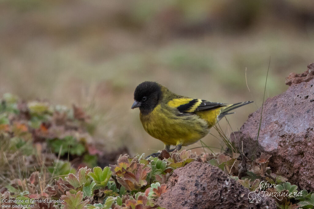 Serin à tête noire mâle adulte, identification