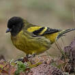 Serin à tête noire