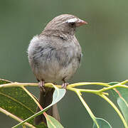 Brown-rumped Seedeater