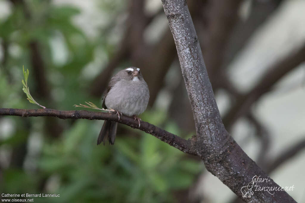 Brown-rumped Seedeateradult, identification