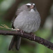 Brown-rumped Seedeater