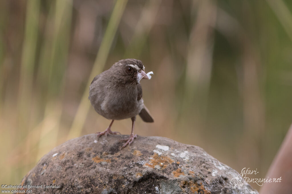 Serin à trois raiesadulte, Nidification