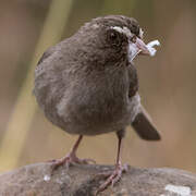 Brown-rumped Seedeater