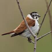 Black-headed Canary