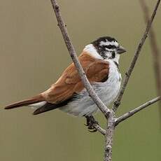 Serin alario