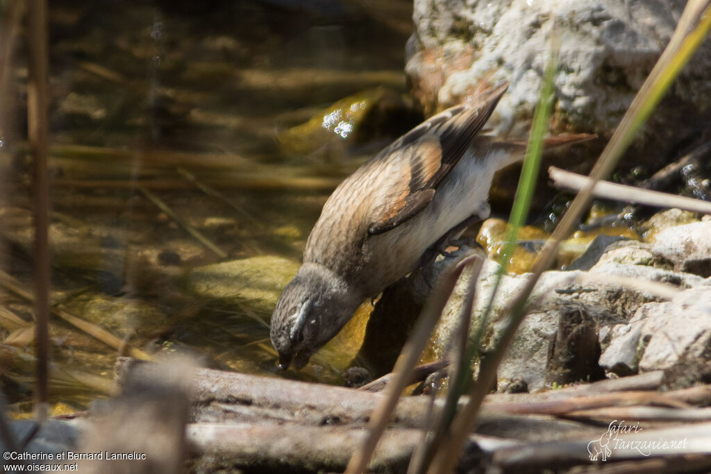 Black-headed Canary female adult, identification, drinks