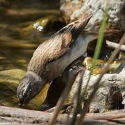 Black-headed Canary