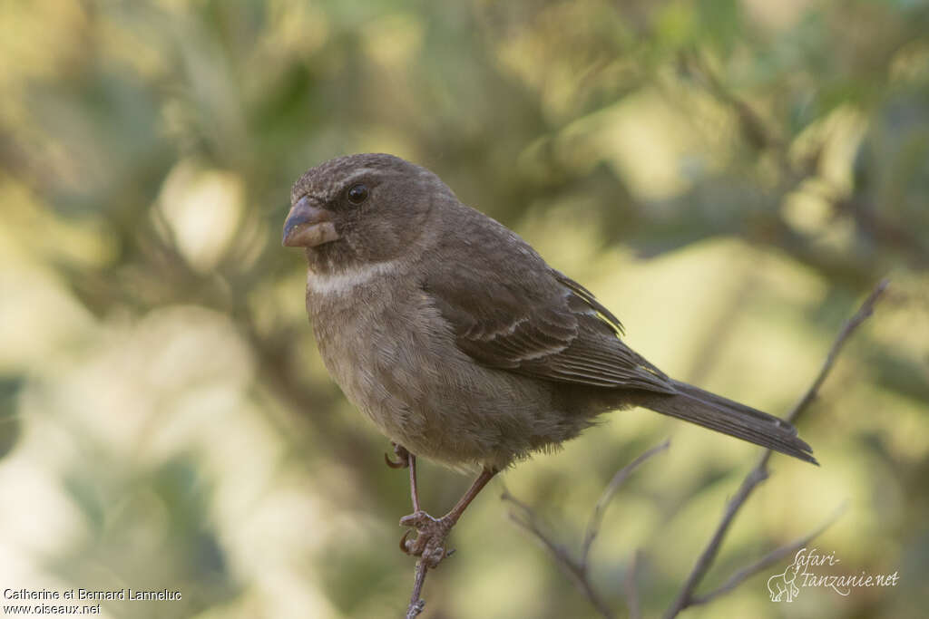 Serin bifasciéadulte, identification