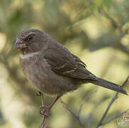 Serin bifascié