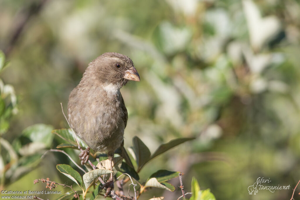 Serin bifasciéadulte