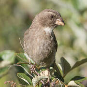 Serin bifascié