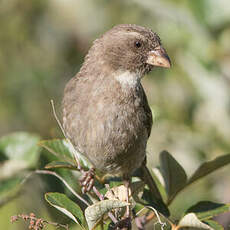 Serin bifascié