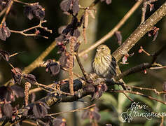 European Serin