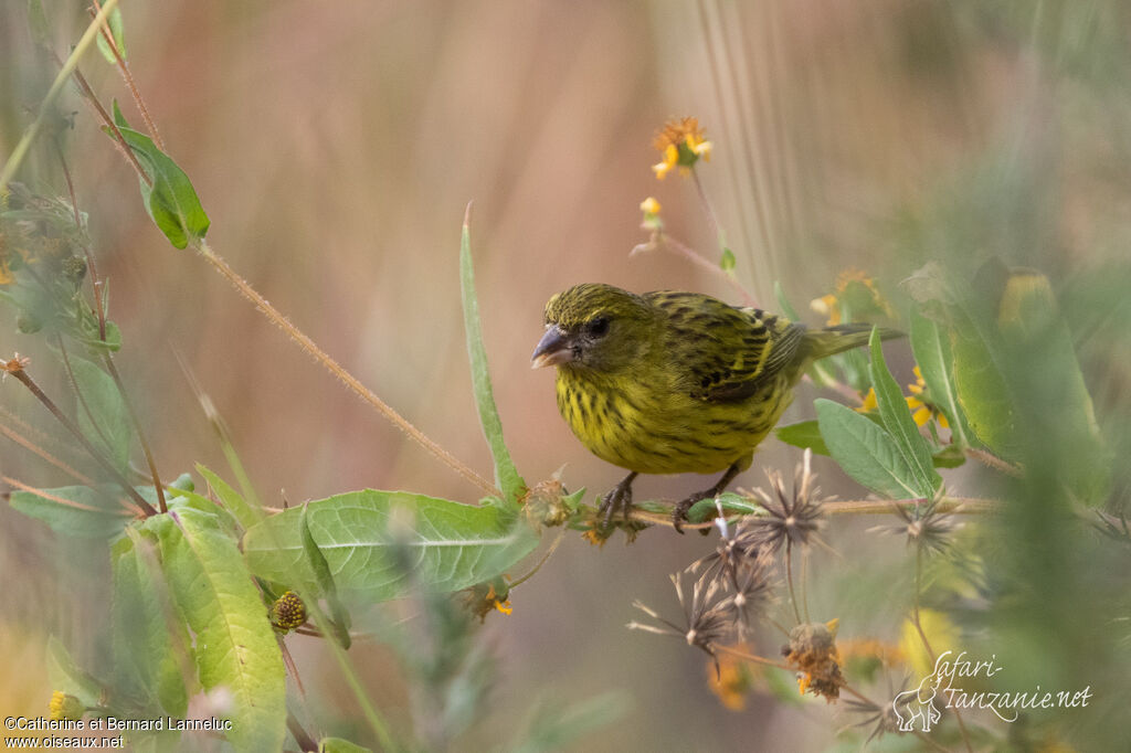 Serin d'Abyssinie femelle adulte, identification