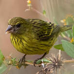 Serin d'Abyssinie