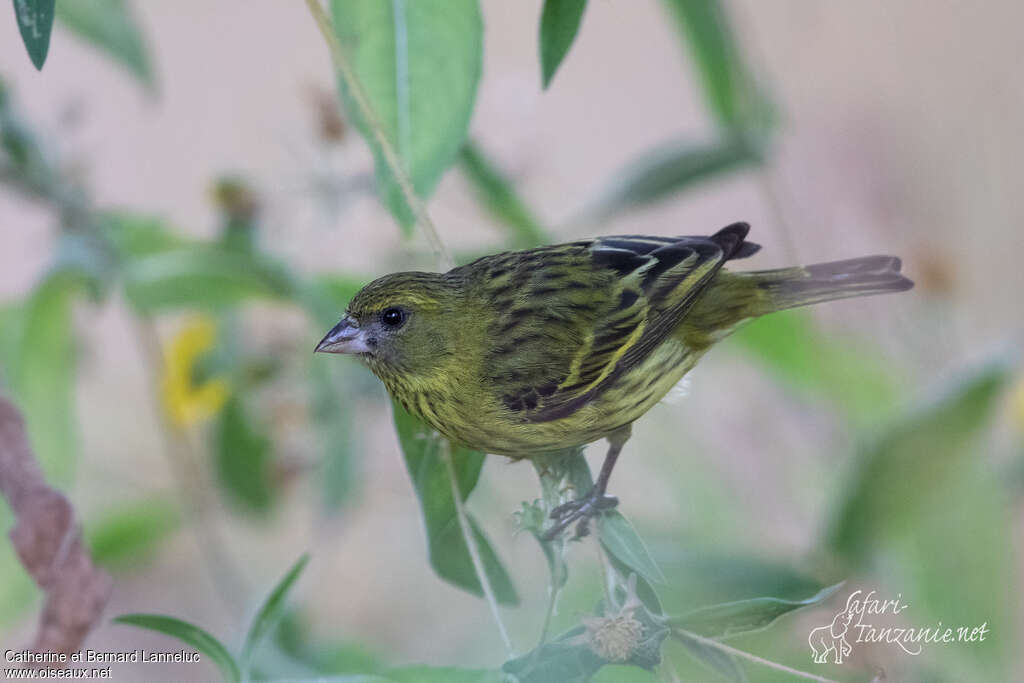 Serin d'Abyssinie femelle adulte, identification