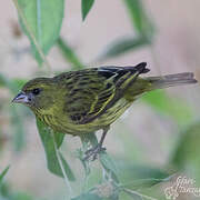 Serin d'Abyssinie