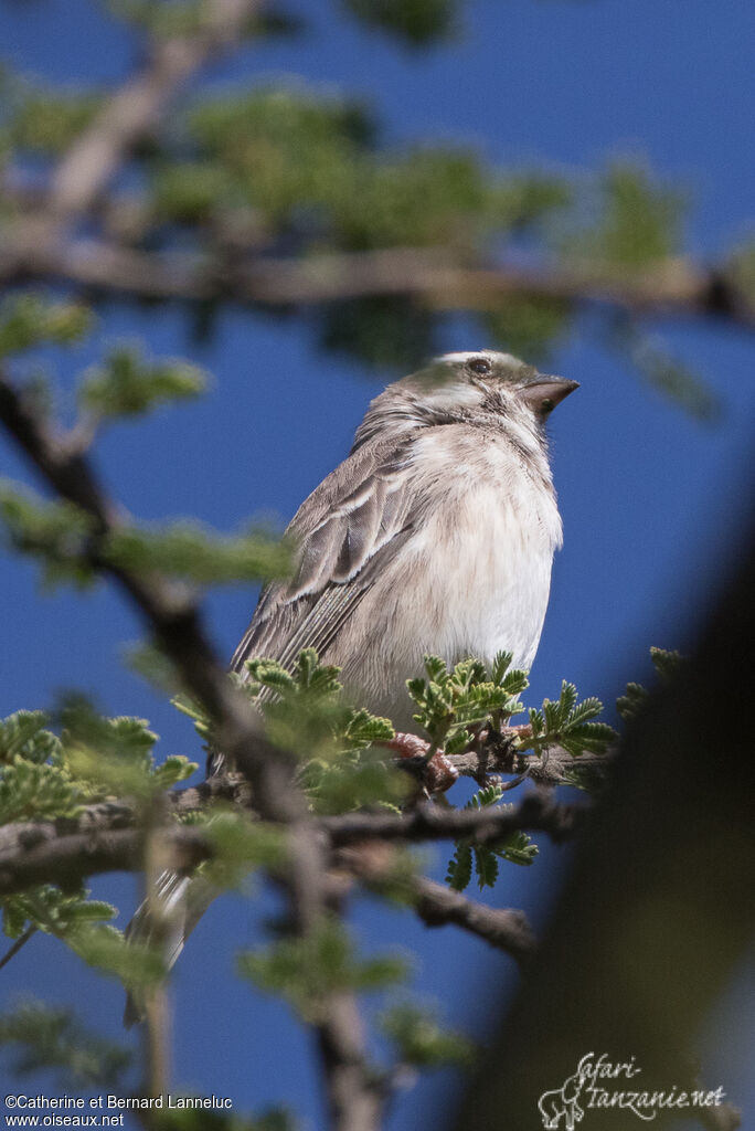 Serin de Reichenowadulte