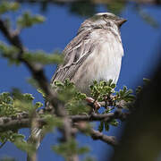 Serin de Reichenow