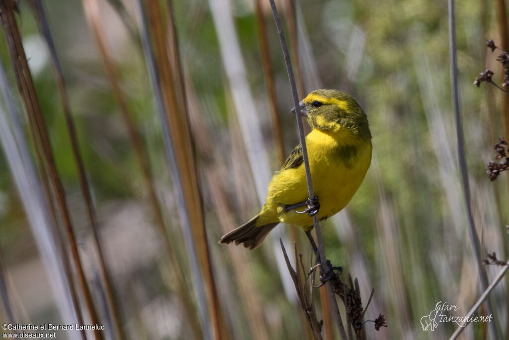 Yellow Canary male adult, identification