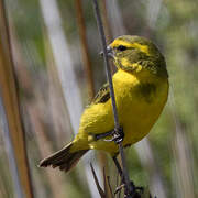 Serin de Sainte-Hélène