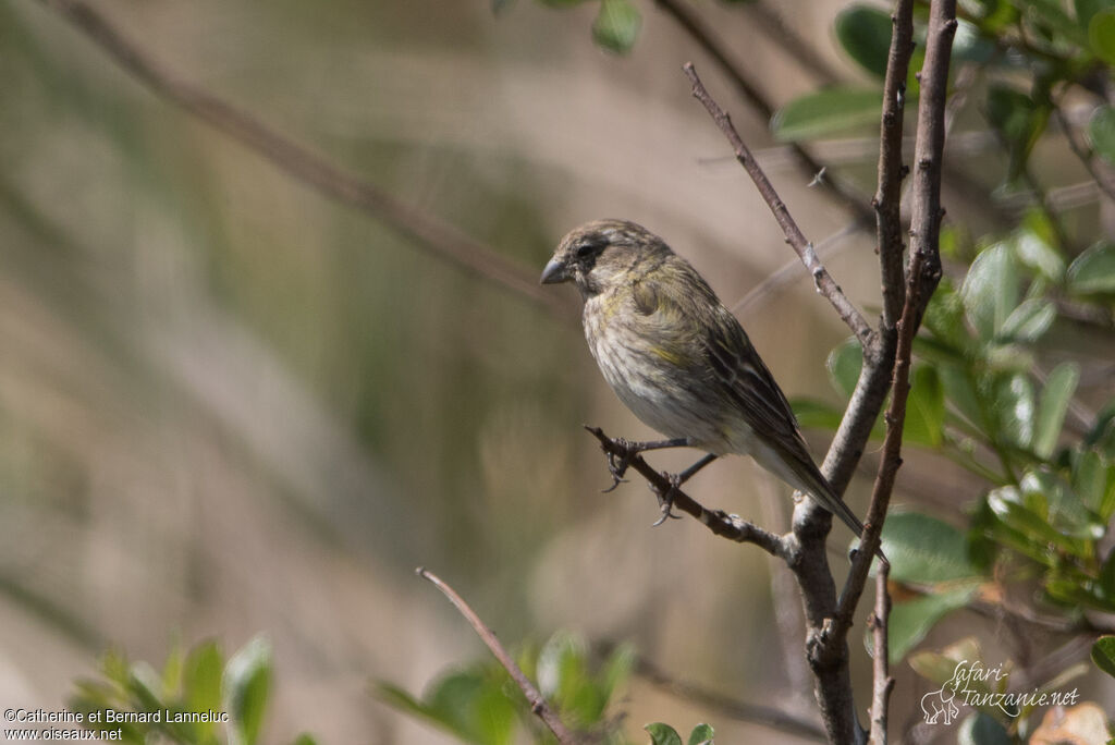 Serin de Sainte-Hélène femelle adulte, identification