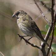 Serin de Sainte-Hélène