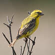 Serin de Sainte-Hélène