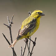 Yellow Canary