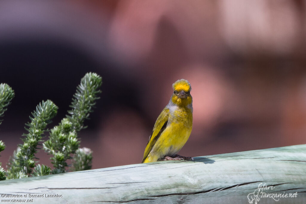 Serin du Capadulte, identification