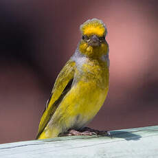 Serin du Cap