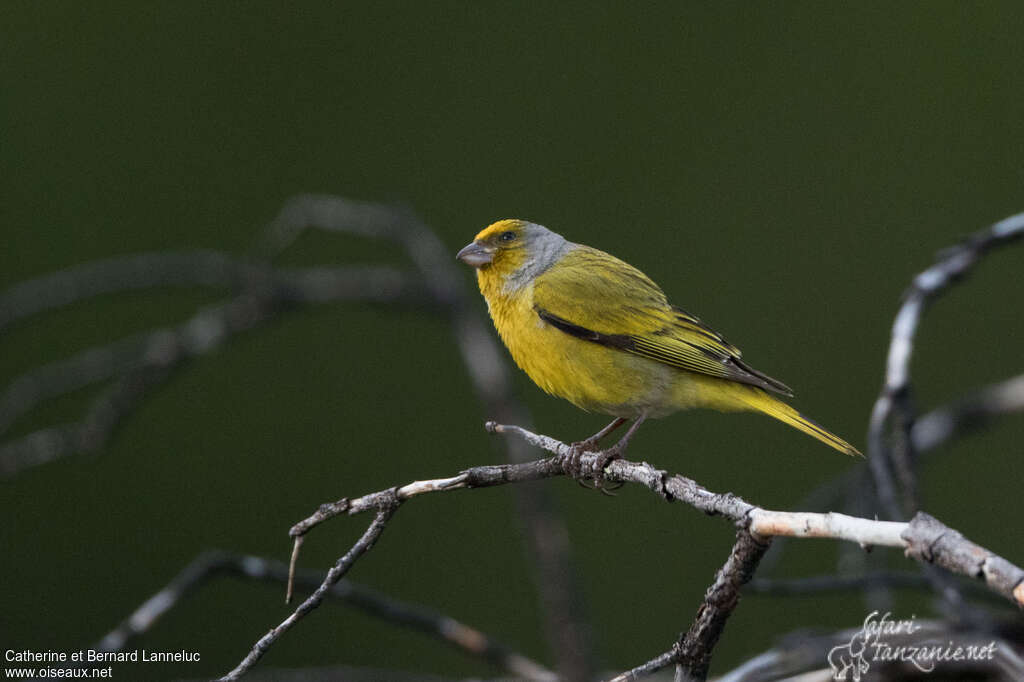 Serin du Cap mâle adulte, identification