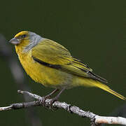 Cape Canary