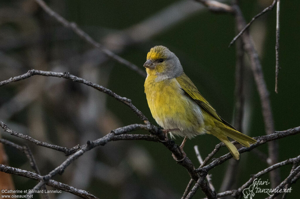 Serin du Cap mâle adulte, identification