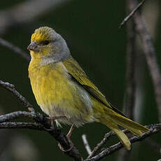 Serin du Cap